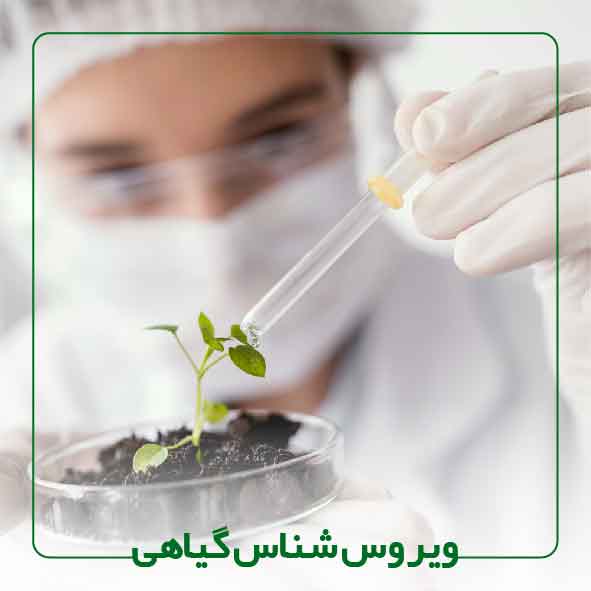 کارشناس ارشد و یا بالاتر ویروس شناس گیاهی